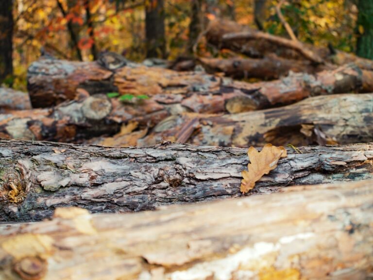 The Importance of Having a Dependable Chainsaw This Fall Season